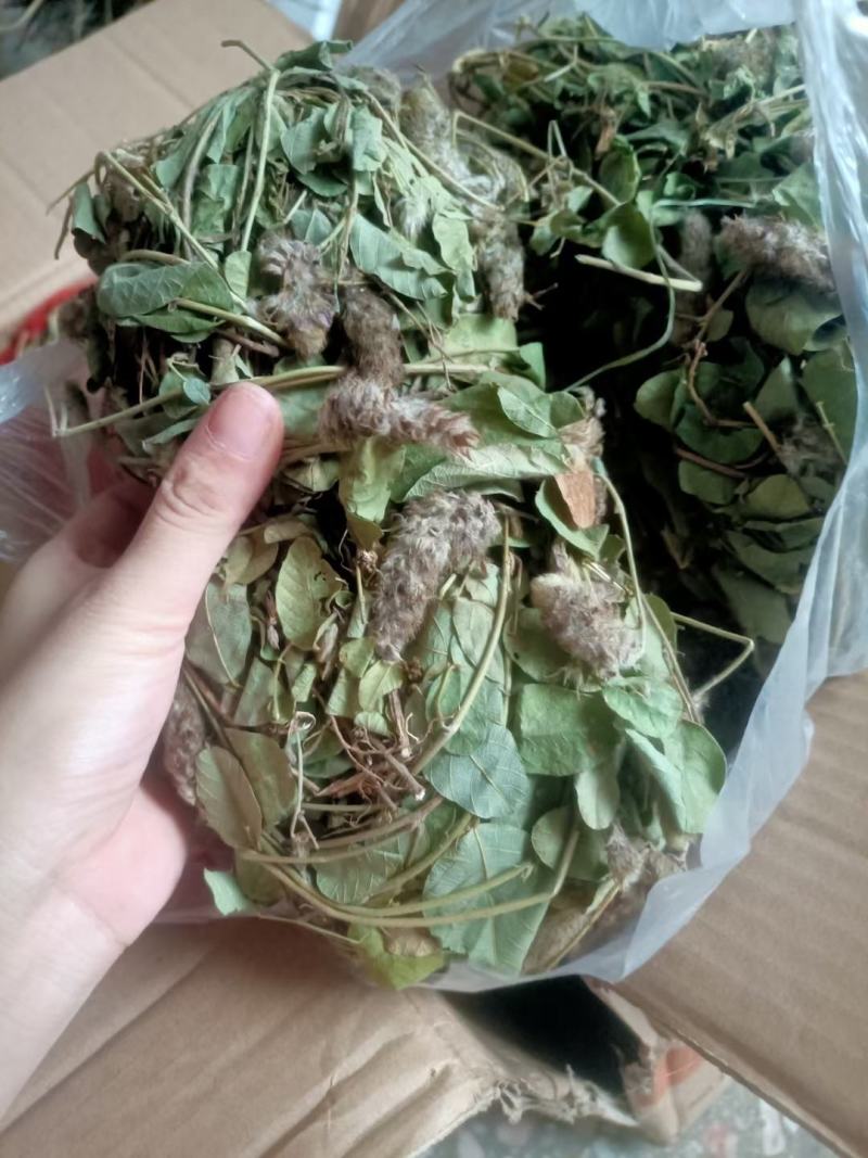野生狸尾草，中药材