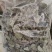 野生狸尾草，中药材