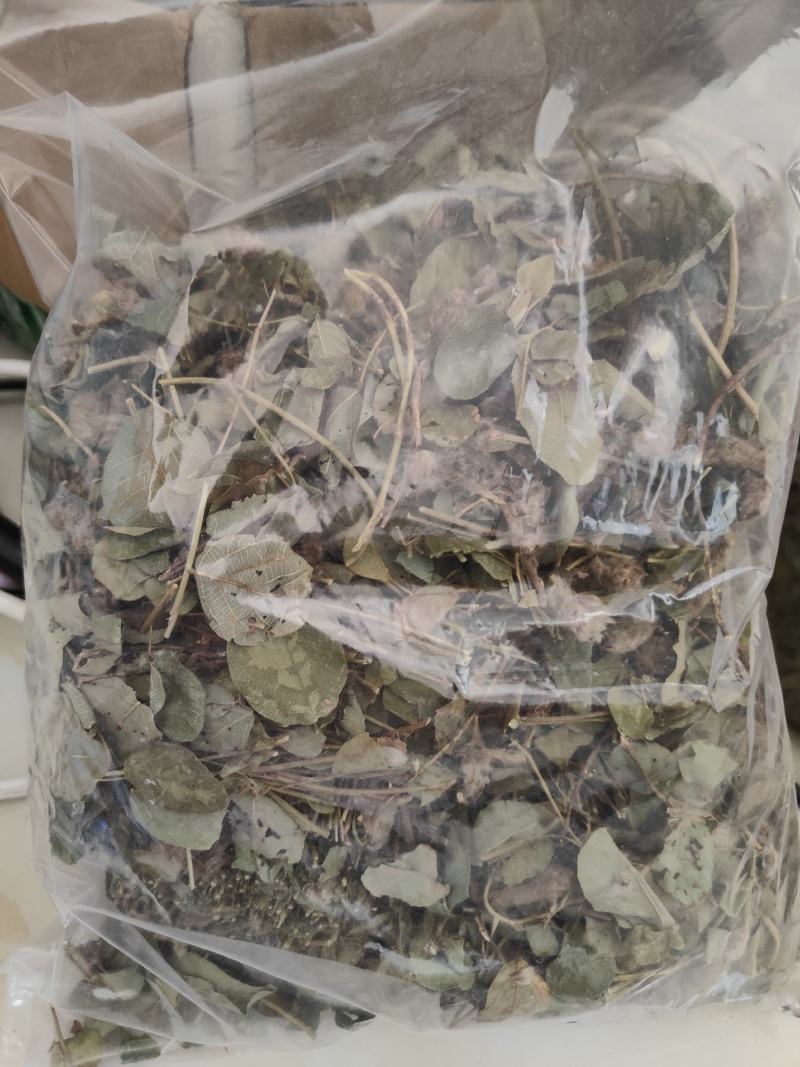 野生狸尾草，中药材