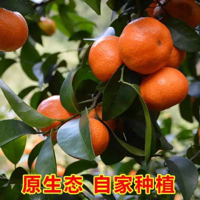 沙糖桔，小叶桔，叶桔，皮薄肉厚，口感纯甜化渣