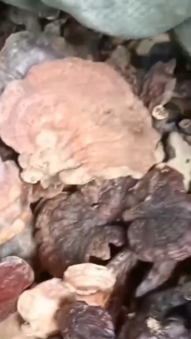 野生红灵芝，中药材红灵芝