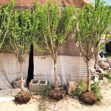 盆栽观赏石榴果树苗石榴花阳台盆景四季开花植物庭院室内绿植