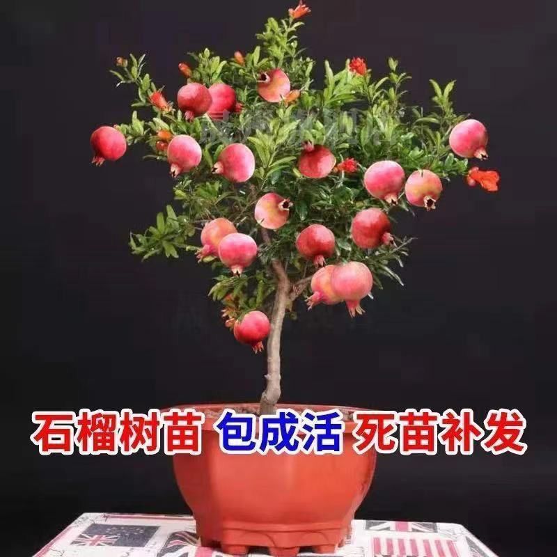 盆栽观赏石榴果树苗石榴花阳台盆景四季开花植物庭院室内绿植