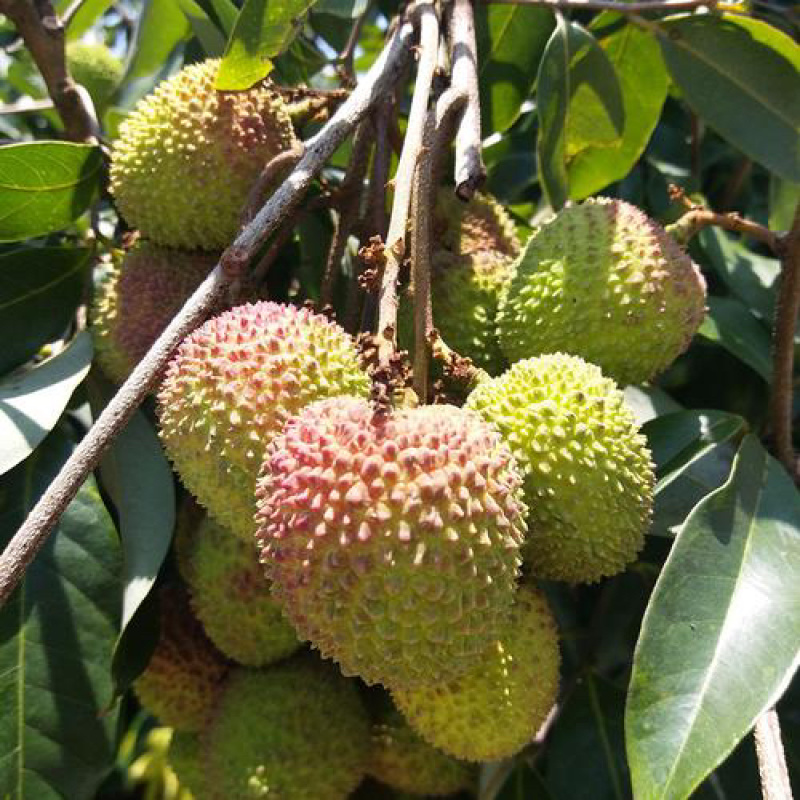 海南荔枝全国代发价格稳定欢迎洽谈电联