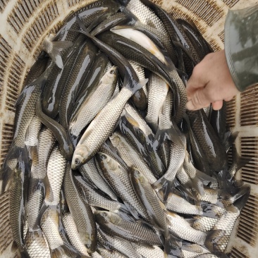 鱼苗
