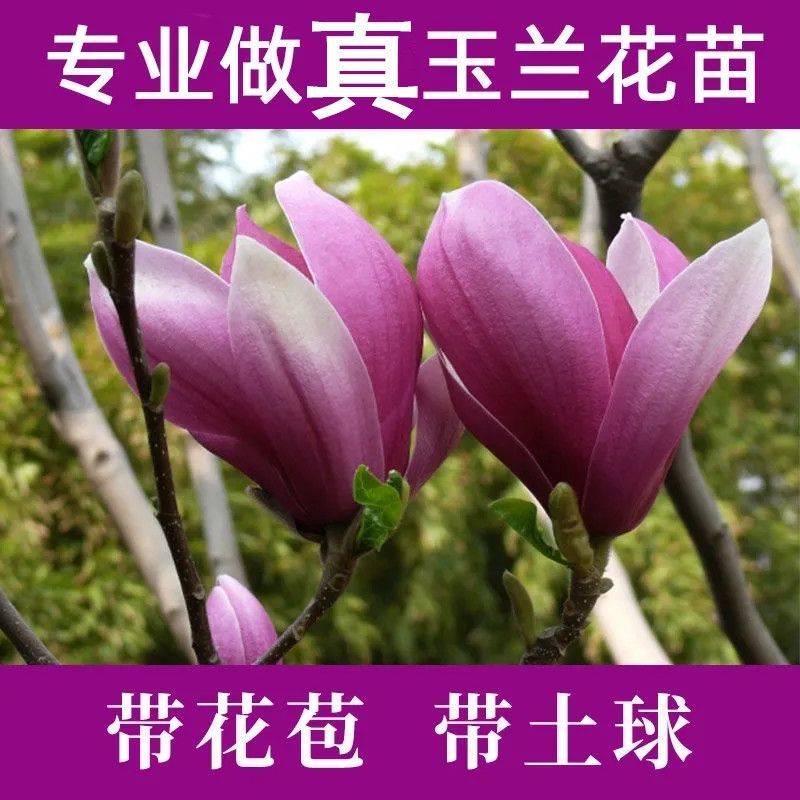 【带花苞浓香型】四季矮化棒棒糖二乔如意玉兰花盆栽紫玉兰花