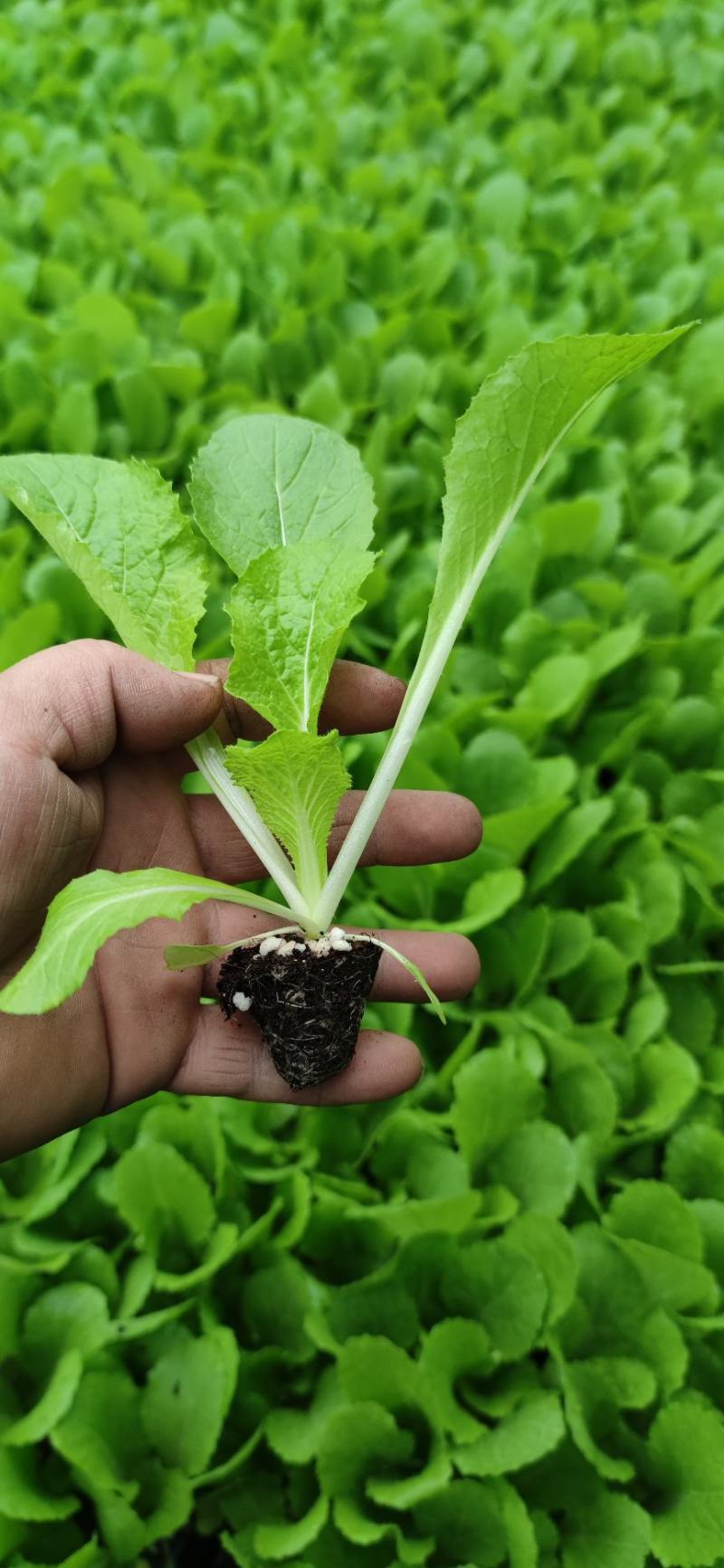 （河北热销）似锦大白菜苗吉锦大白菜苗千腾大锦白菜苗