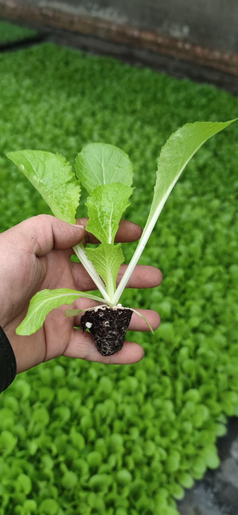 （河北热销）似锦大白菜苗吉锦大白菜苗千腾大锦白菜苗
