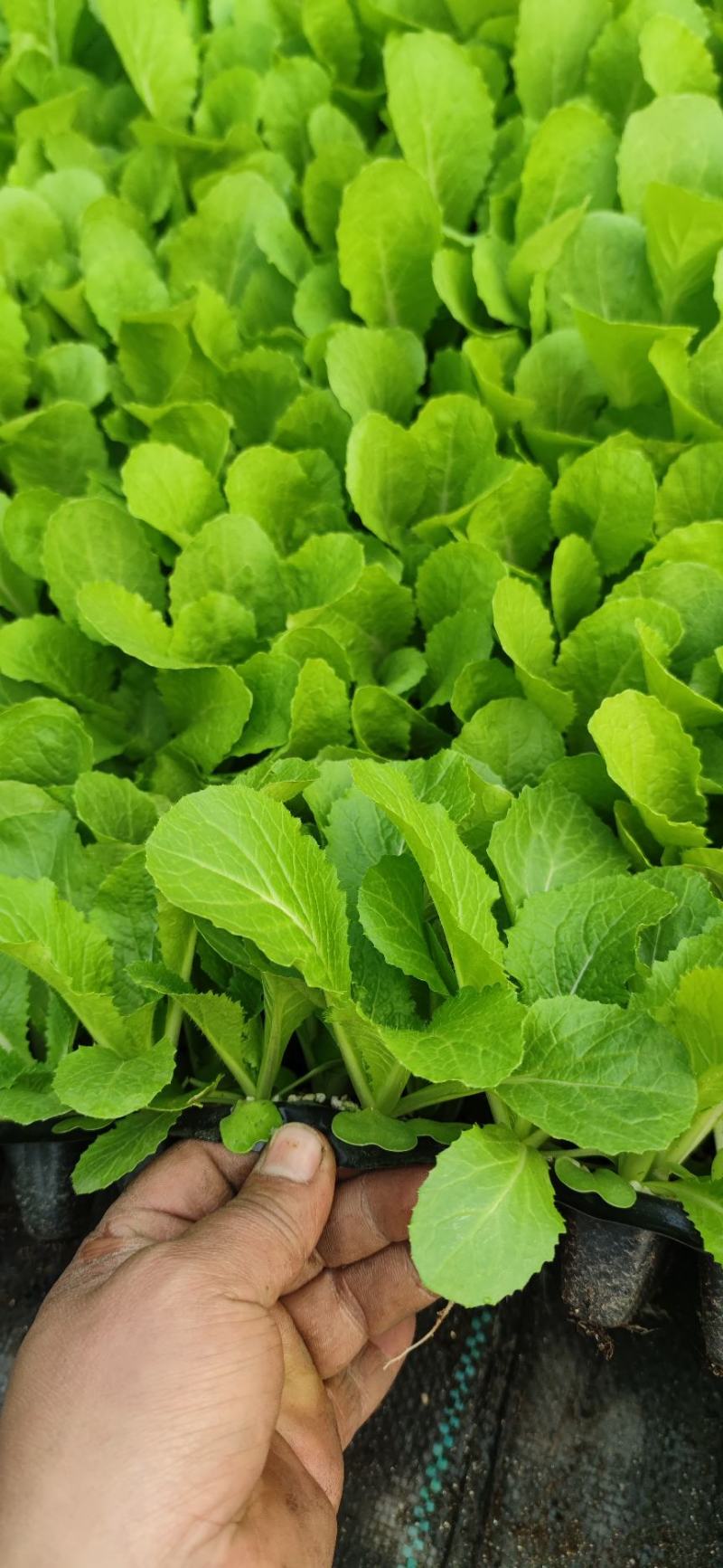 （河北热销）似锦大白菜苗吉锦大白菜苗千腾大锦白菜苗