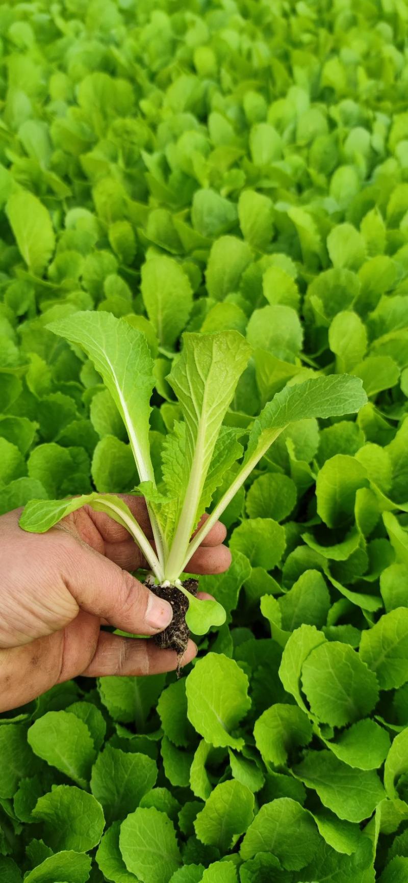（河北热销）似锦大白菜苗吉锦大白菜苗千腾大锦白菜苗