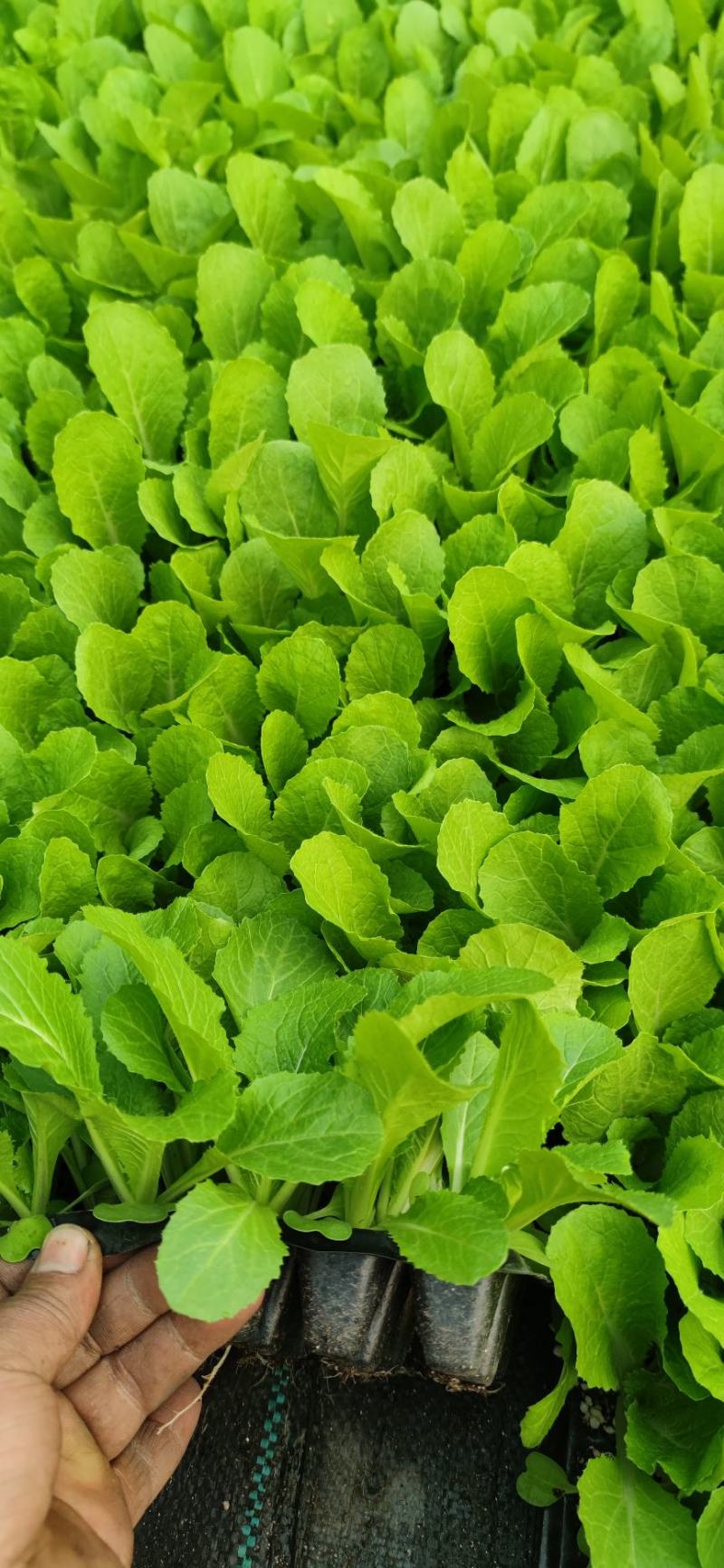 （河北热销）似锦大白菜苗吉锦大白菜苗千腾大锦白菜苗