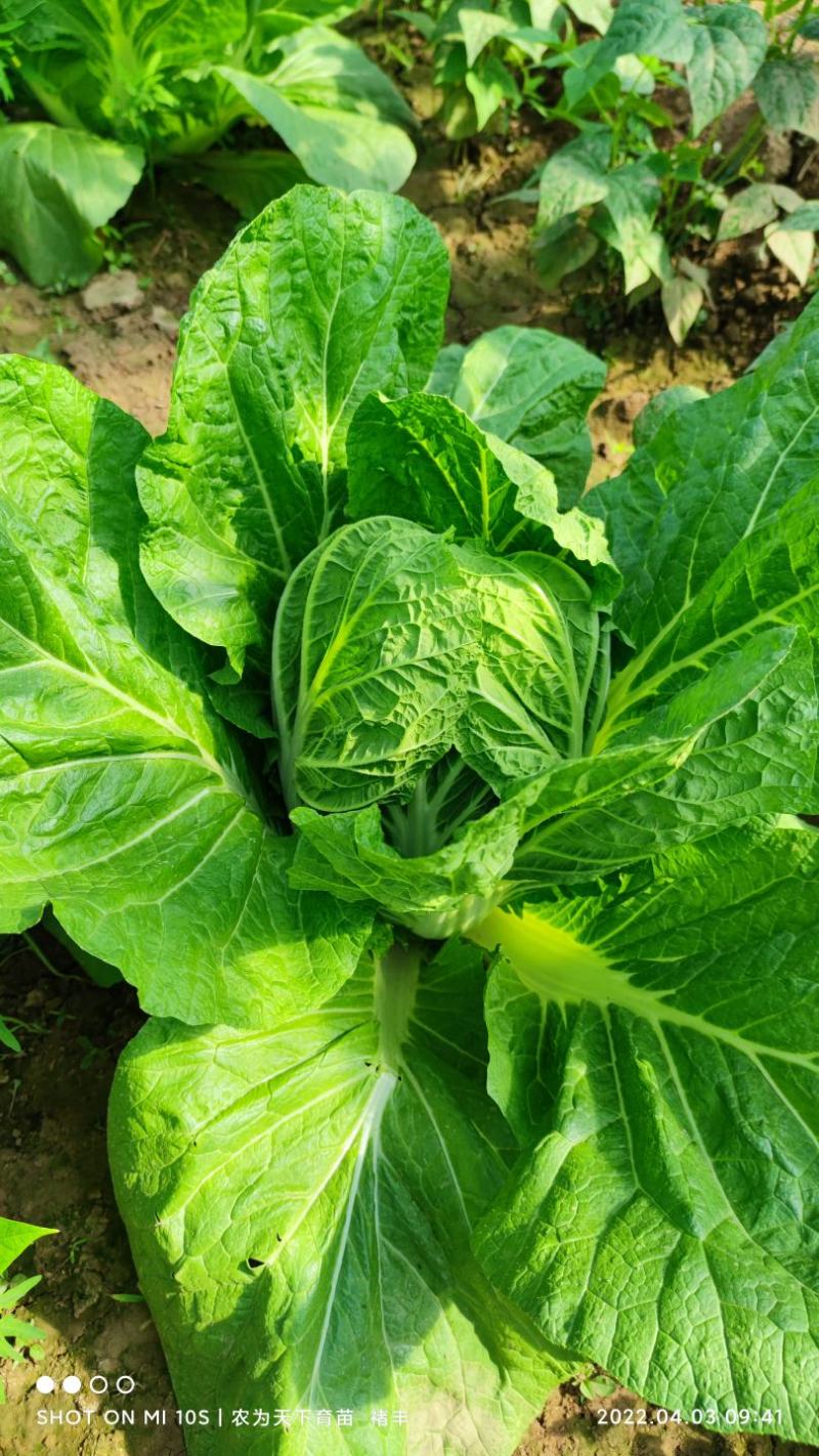 （河北热销）似锦大白菜苗吉锦大白菜苗千腾大锦白菜苗