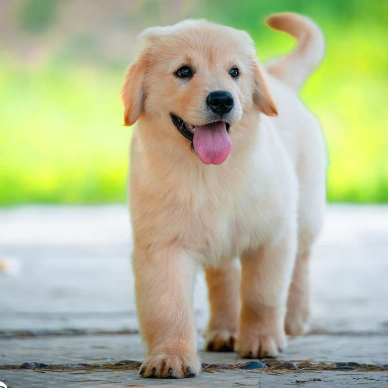 金毛犬萌宠检疫合格一个也发货可看货价格可商量