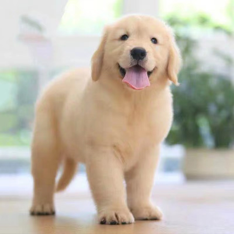 金毛犬萌宠检疫合格一个也发货可看货价格可商量