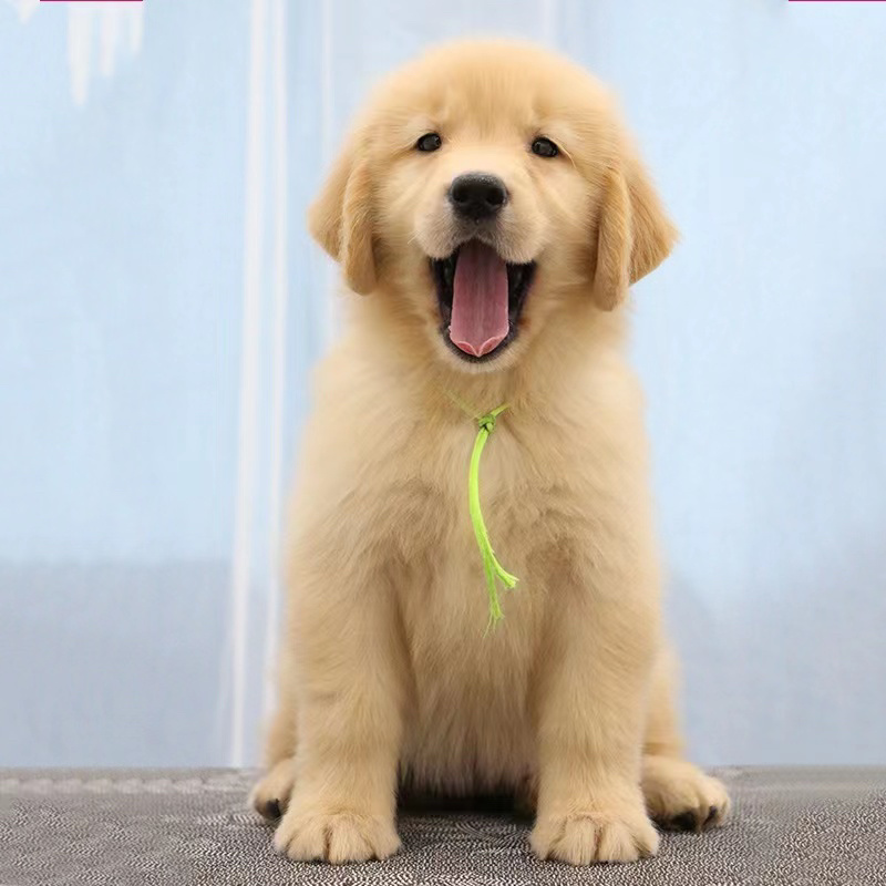 金毛犬萌宠检疫合格一个也发货可看货价格可商量