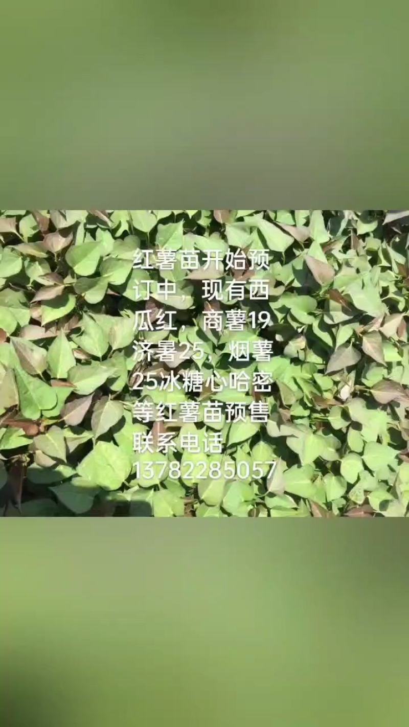 高产脱毒红薯苗，商薯19.冷朋亮苗成活率高，量大从优