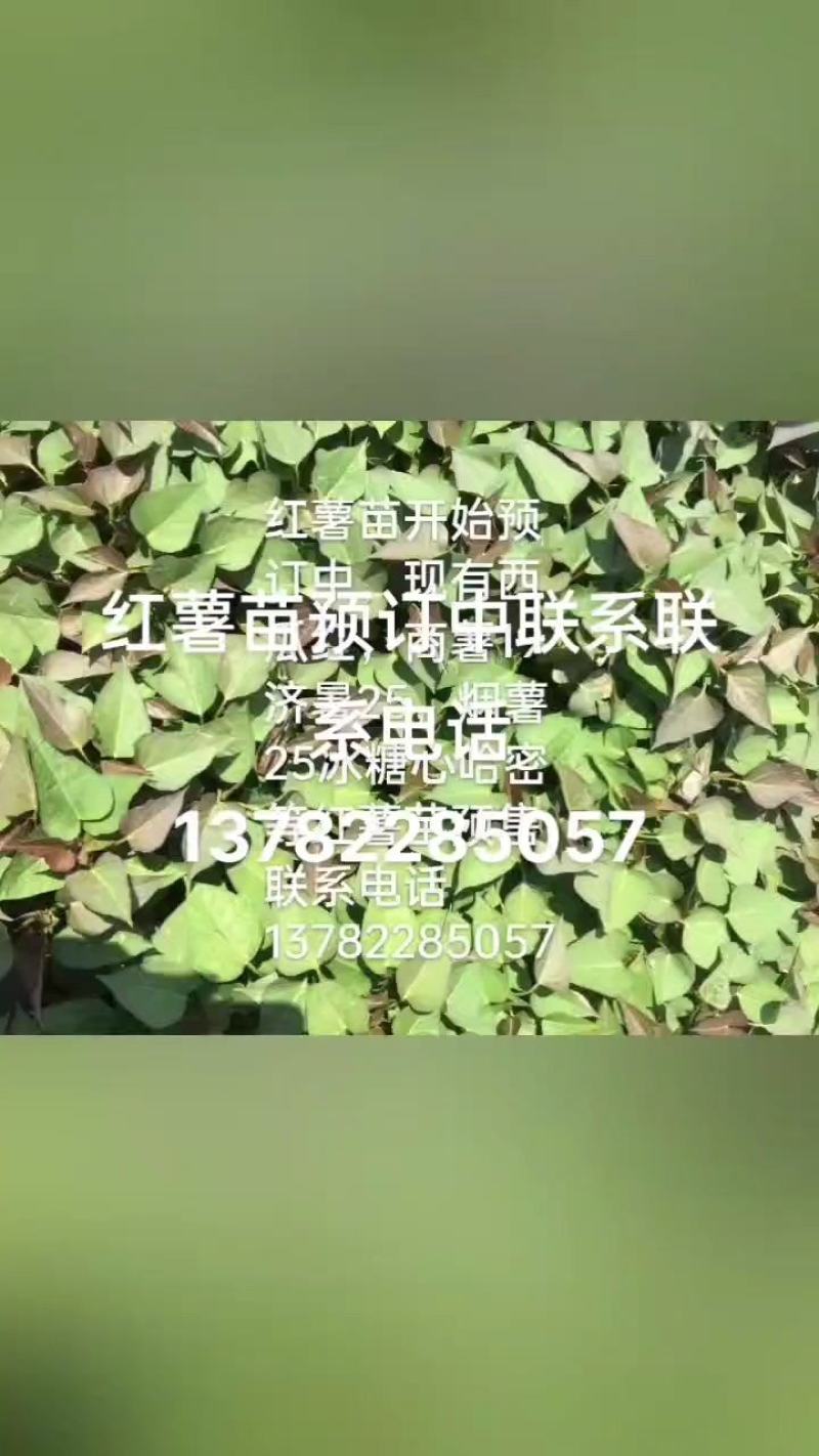 高产脱毒红薯苗，商薯19.冷朋亮苗成活率高，量大从优