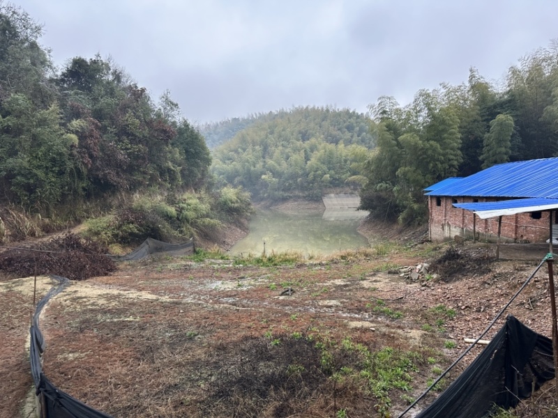 毛竹50000根长2米左右