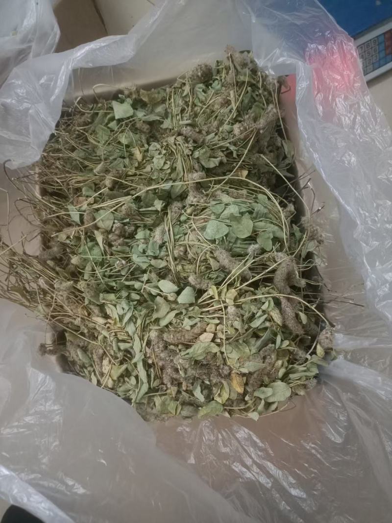 野生狸尾草，中药材