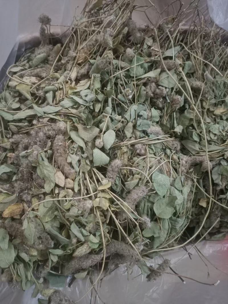 野生狸尾草，中药材