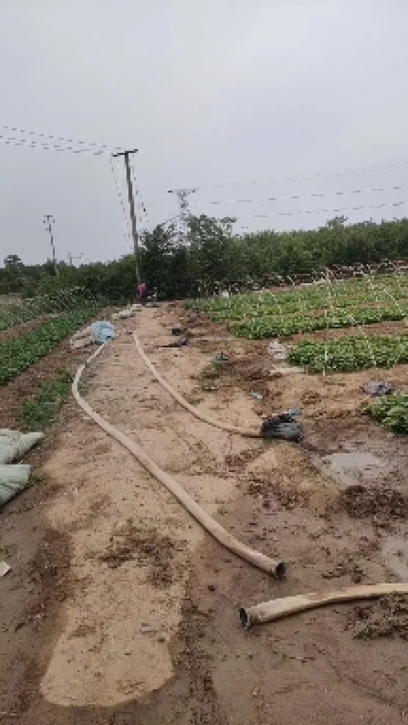 商薯红薯苗，纯种高产，原种脱毒高代红薯苗，冷朋亮量大从优