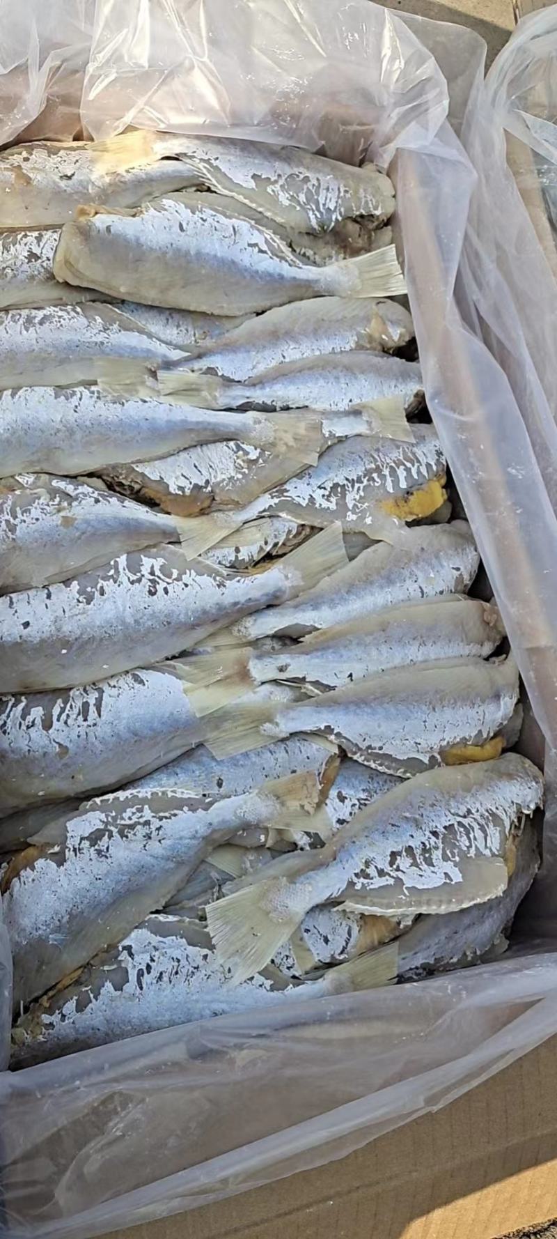 麦香鱼，一款咸鱼，半成干，薄利多销，常年供货