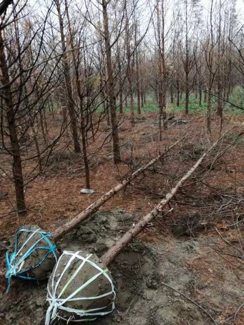 8-20公分水杉清地处理，价格优惠量大从优