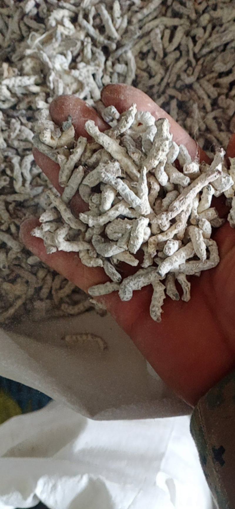 【僵蚕】（白僵蚕.僵天虫.姜僵蚕）药食两用.中药材批发.