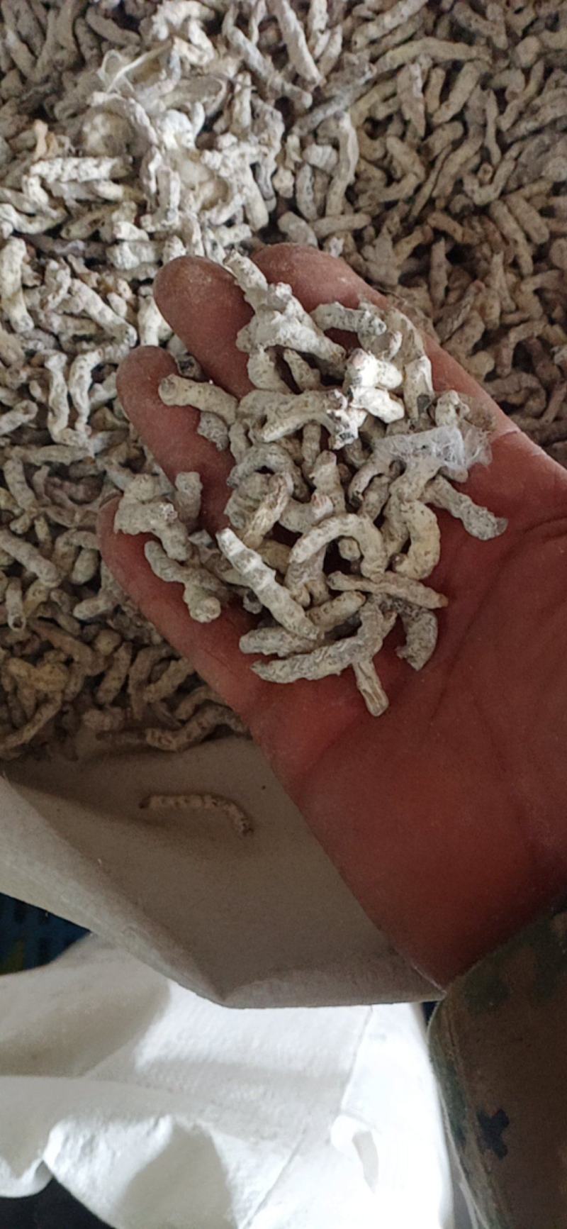 【僵蚕】（白僵蚕.僵天虫.姜僵蚕）药食两用.中药材批发.