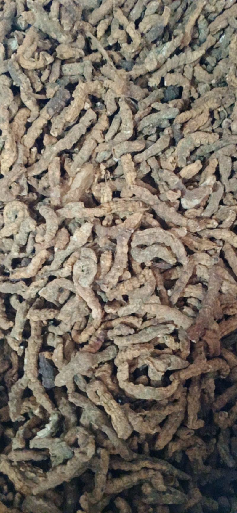 【僵蚕】（白僵蚕.僵天虫.姜僵蚕）药食两用.中药材批发.