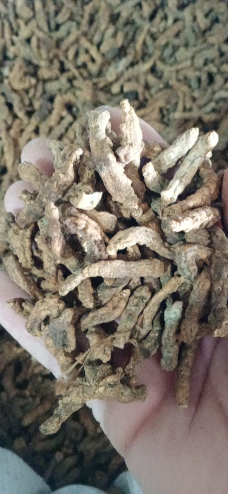 【僵蚕】（白僵蚕.僵天虫.姜僵蚕）药食两用.中药材批发.