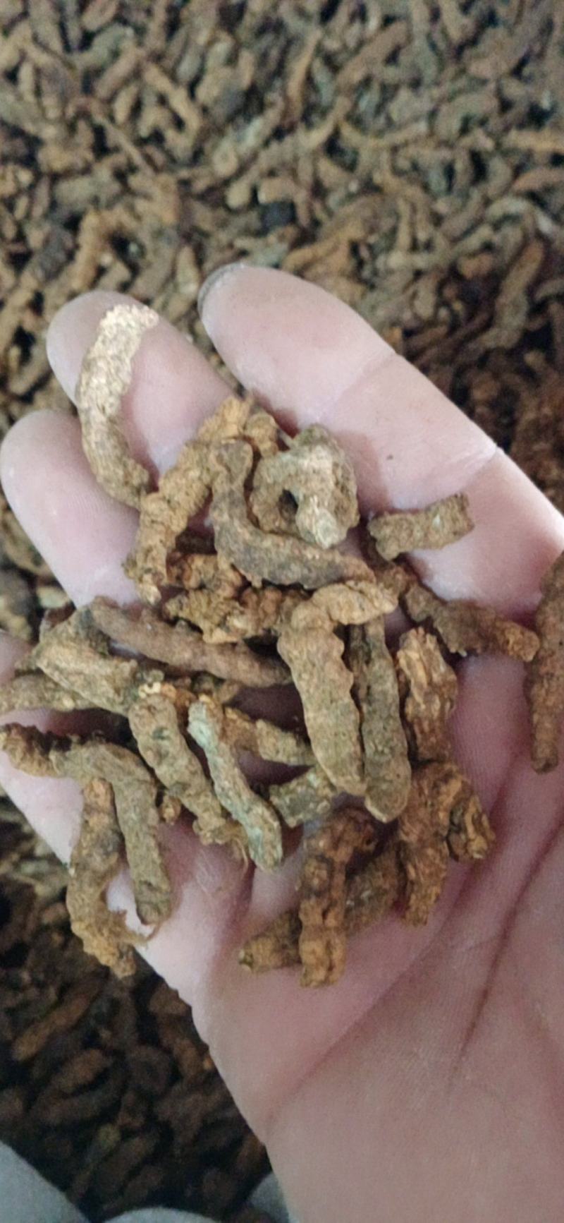 【僵蚕】（白僵蚕.僵天虫.姜僵蚕）药食两用.中药材批发.