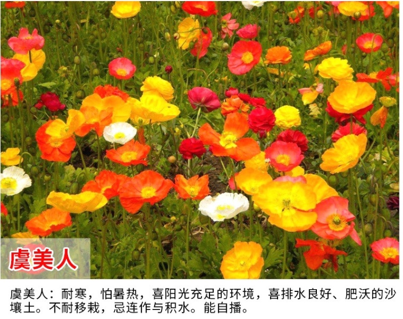 虞美人种子冰岛红色混色重瓣春秋播低矮多年生耐寒花卉花海