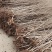 紫荆小苗基地各种规格欢迎来电实地考察