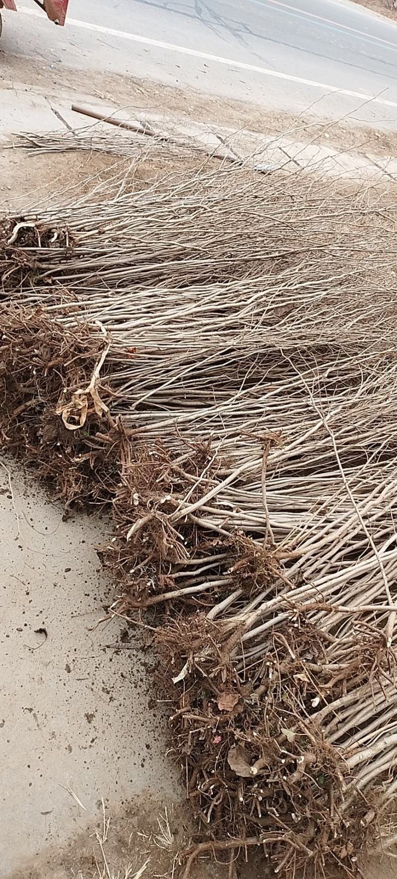 紫荆小苗基地各种规格欢迎来电实地考察