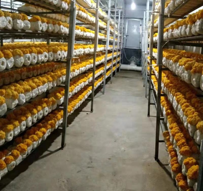 金耳20元500克，量大价格从优