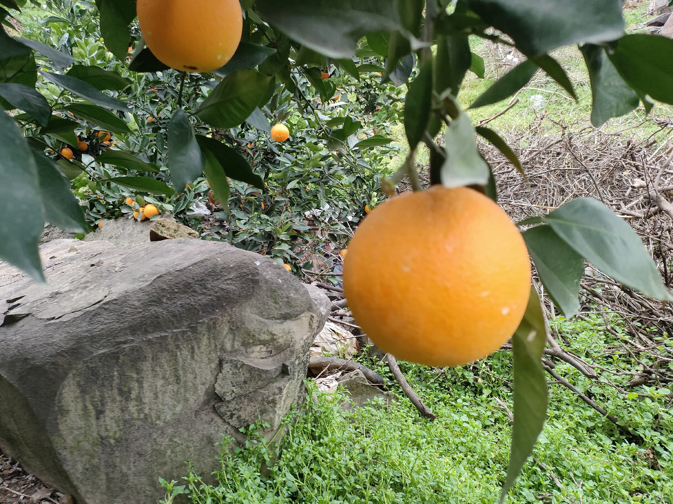 橙子果实特写