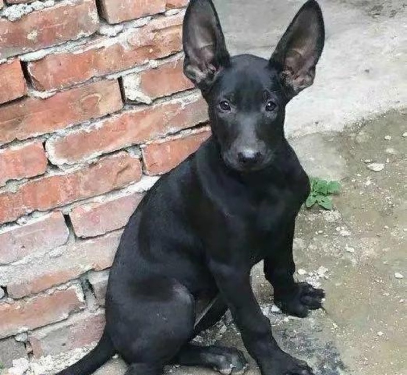 黑狼犬看家护院好帮手疫苗已接种视频看货全国发货