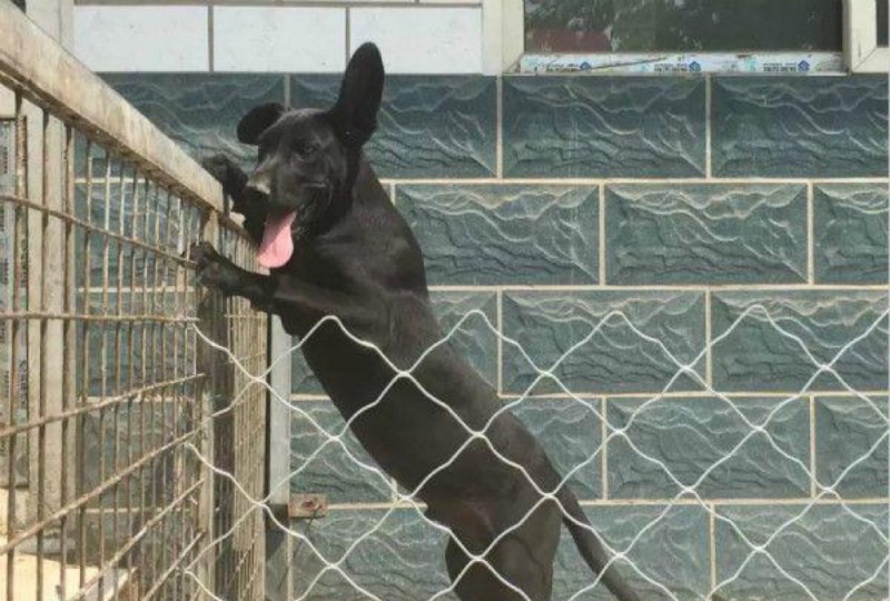 黑狼犬看家护院好帮手疫苗已接种视频看货全国发货