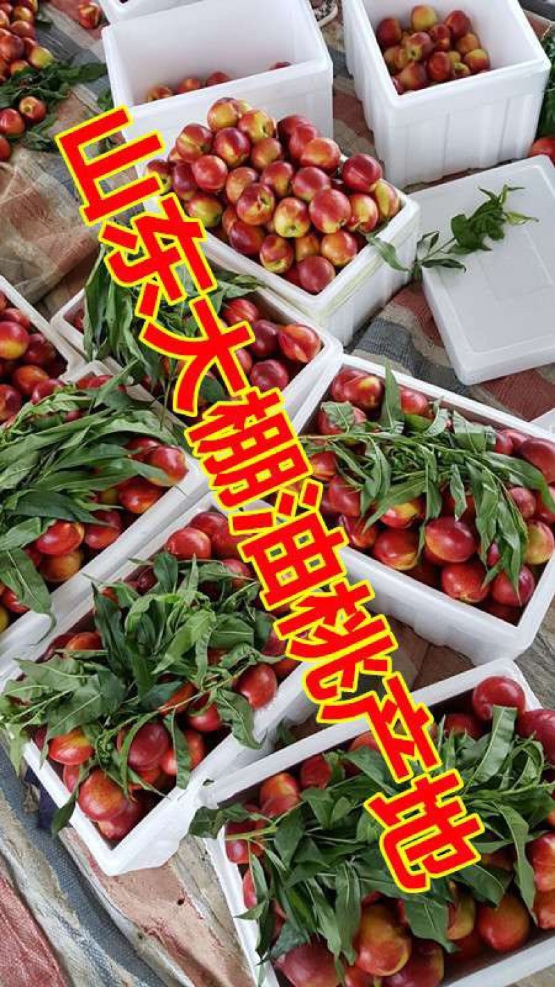 山东大棚油桃油桃四月初陆续大量上市，发货保质保量