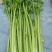 【芹菜】皇后芹菜饶阳冷棚优质芹菜大量上市全国发货