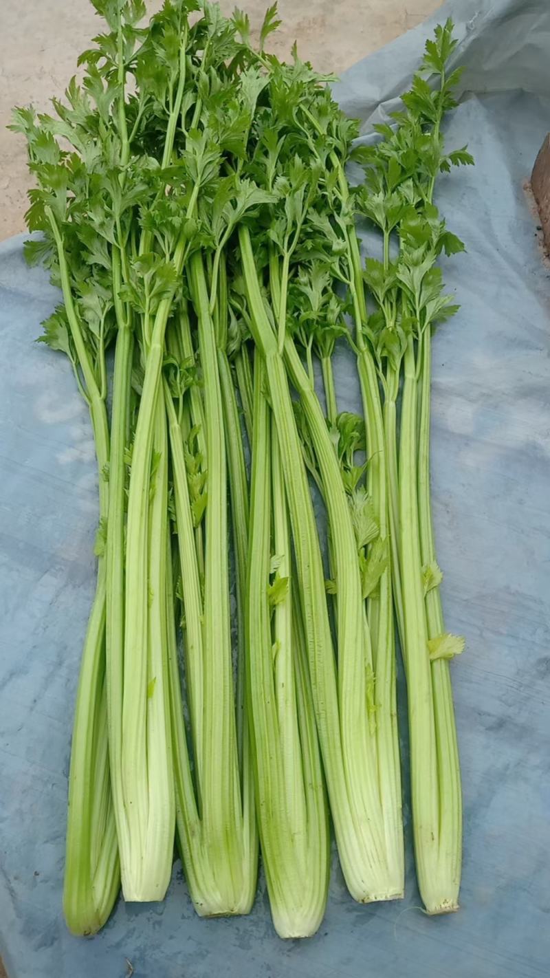 【芹菜】皇后芹菜饶阳冷棚优质芹菜大量上市全国发货