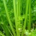 【芹菜】皇后芹菜饶阳冷棚优质芹菜大量上市全国发货