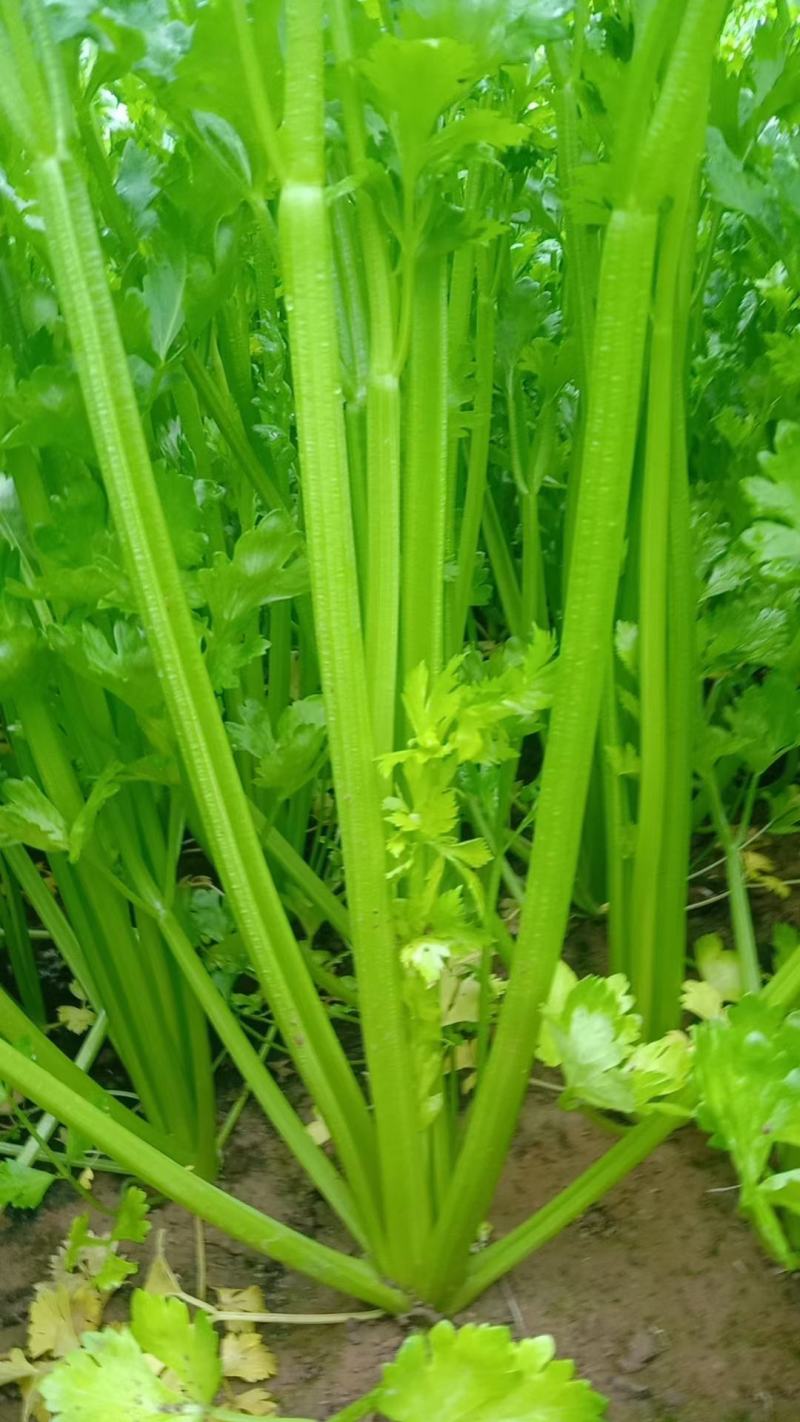 【芹菜】皇后芹菜饶阳冷棚优质芹菜大量上市全国发货