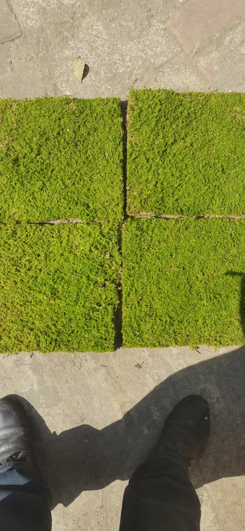 青苔，苔藓，适用院庭，室内，假山，绿化地带专用