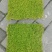 青苔，苔藓，适用院庭，室内，假山，绿化地带专用