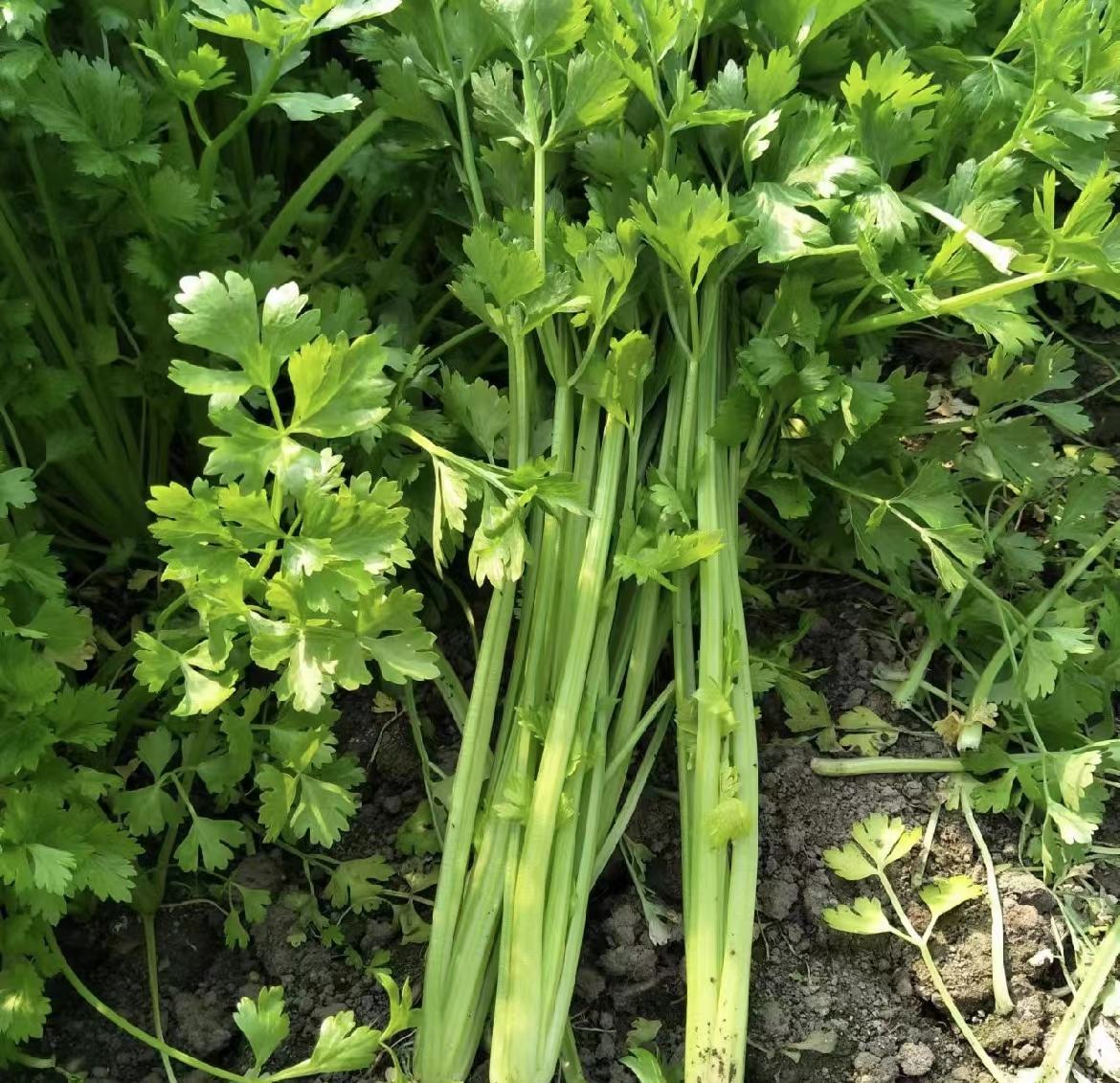 新鲜香芹植株的绿色叶片与细长茎秆,展现其自然形态 香芹植株特写