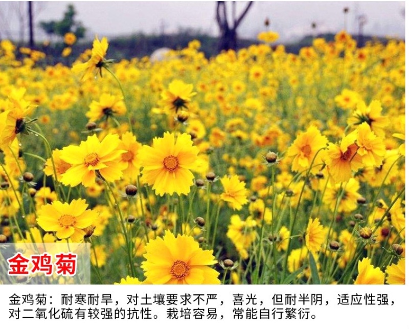 多年生大花金鸡菊种子四季播速生金钱菊花籽景观花卉花海草籽
