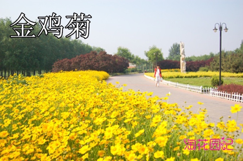 多年生大花金鸡菊种子四季播速生金钱菊花籽景观花卉花海草籽