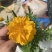 多年生大花金鸡菊种子四季播速生金钱菊花籽景观花卉花海草籽